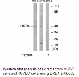 DRD4 Antibody - image 2