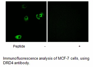 DRD4 Antibody - image 1