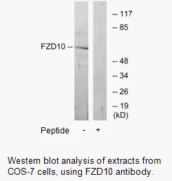 FZD10 Antibody - image 1
