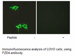 FZD4 Antibody - image 2