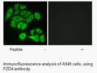 FZD4 Antibody - image 1