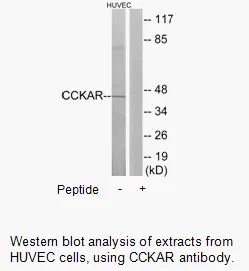 CCKAR Antibody - image 1