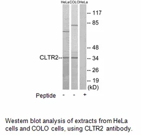 CLTR2 Antibody - image 1