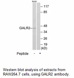 GALR2 Antibody - image 1