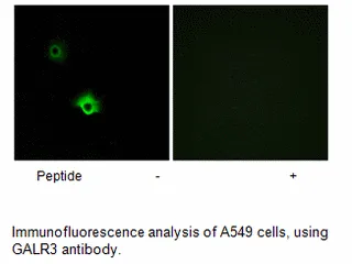 GALR3 Antibody - image 1