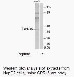 GPR15 Antibody - image 2