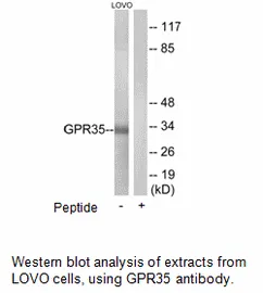 GPR35 Antibody - image 1