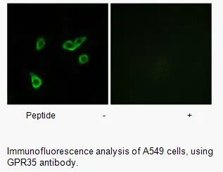 GPR35 Antibody - image 2