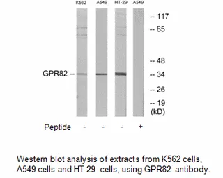 GPR82 Antibody - image 1