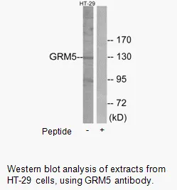 GRM5 Antibody - image 2