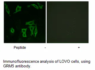 GRM5 Antibody - image 1