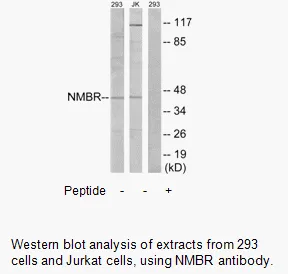 NMBR Antibody - image 2