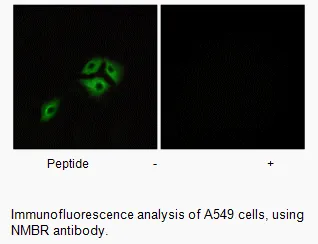 NMBR Antibody - image 1