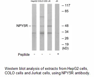 NPY5R Antibody - image 3