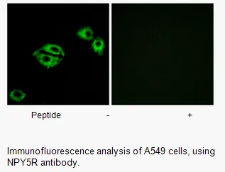 NPY5R Antibody - image 1