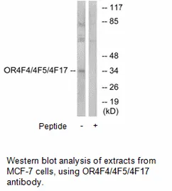 OR4F4/4F5/4F17 Antibody - image 1