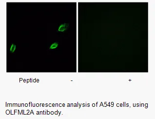 OLFML2A Antibody - image 2