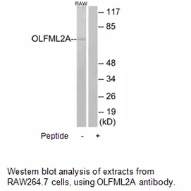 OLFML2A Antibody - image 1