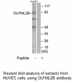 OLFML2B Antibody - image 1