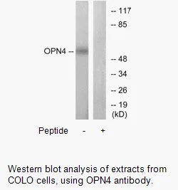 OPN4 Antibody - image 1