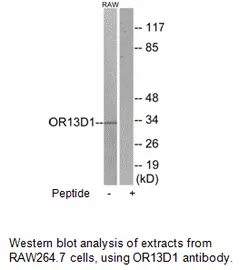 OR13D1 Antibody - image 1