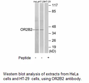 OR2B2 Antibody - image 1