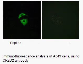 OR2D2 Antibody - image 1