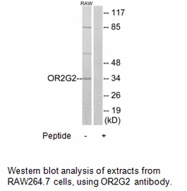 OR2G2 Antibody - image 1