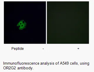 OR2G2 Antibody - image 2