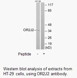 OR2J2 Antibody - image 2
