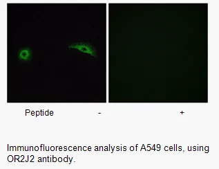 OR2J2 Antibody - image 1