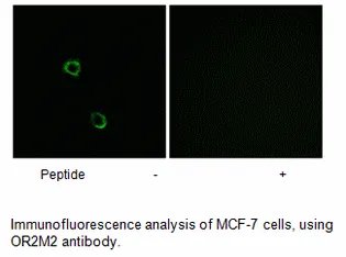 OR2M2 Antibody - image 1