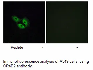 OR4E2 Antibody - image 1