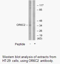 OR6C2 Antibody - image 1