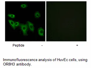 OR8H3 Antibody - image 1