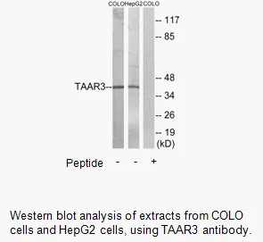 TAAR3 Antibody - image 1