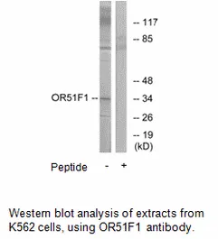 OR51F1 Antibody - image 2