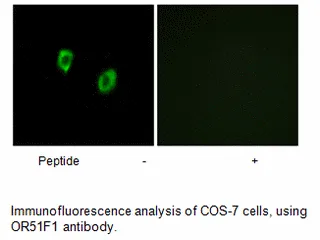 OR51F1 Antibody - image 1
