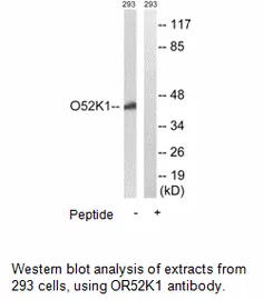 OR52K1 Antibody - image 1