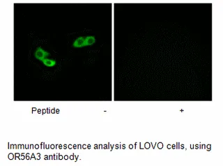 OR56A3 Antibody - image 1