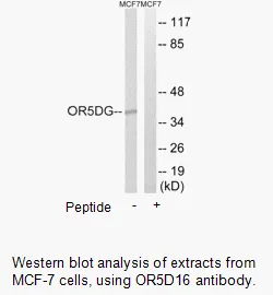 OR5D16 Antibody - image 1
