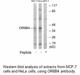 OR8B4 Antibody - image 2