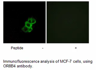 OR8B4 Antibody - image 1