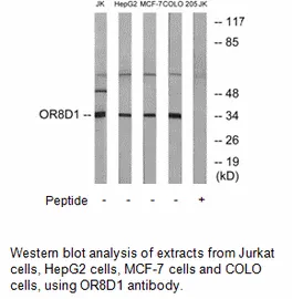 OR8D1 Antibody - image 2