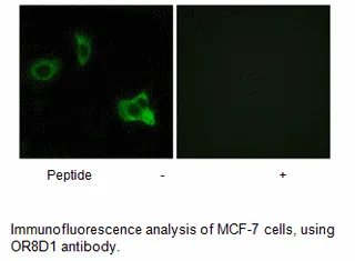 OR8D1 Antibody - image 1