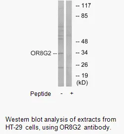 OR8G2 Antibody - image 2