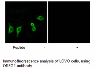 OR8G2 Antibody - image 1