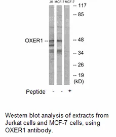 OXER1 Antibody - image 2