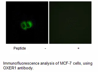 OXER1 Antibody - image 1
