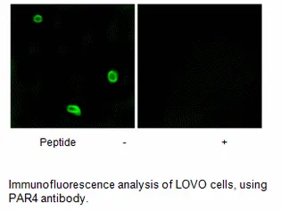 PAR4 Antibody - image 2